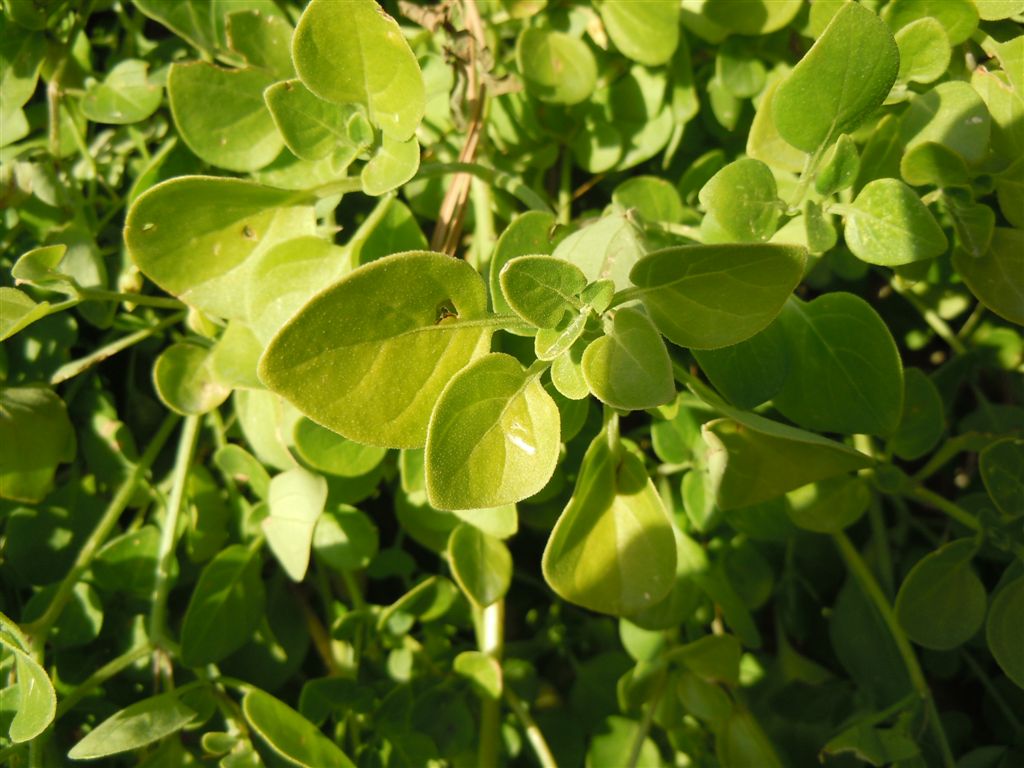 Salpichroa origanifolia / Salpicroa